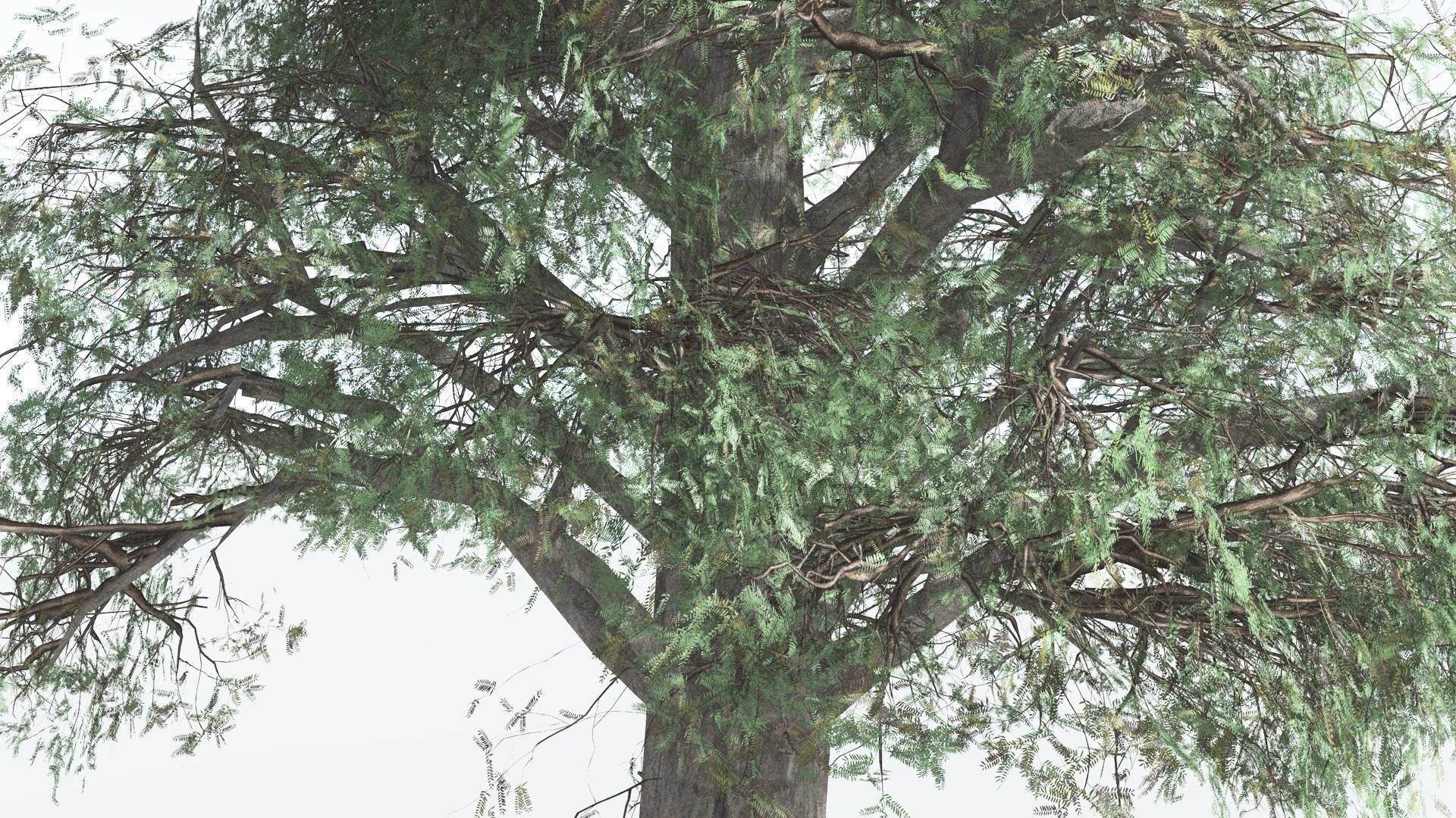 EVERYPlant Kauri LowPoly 3 --12 Models-- Low-poly 3D model_7