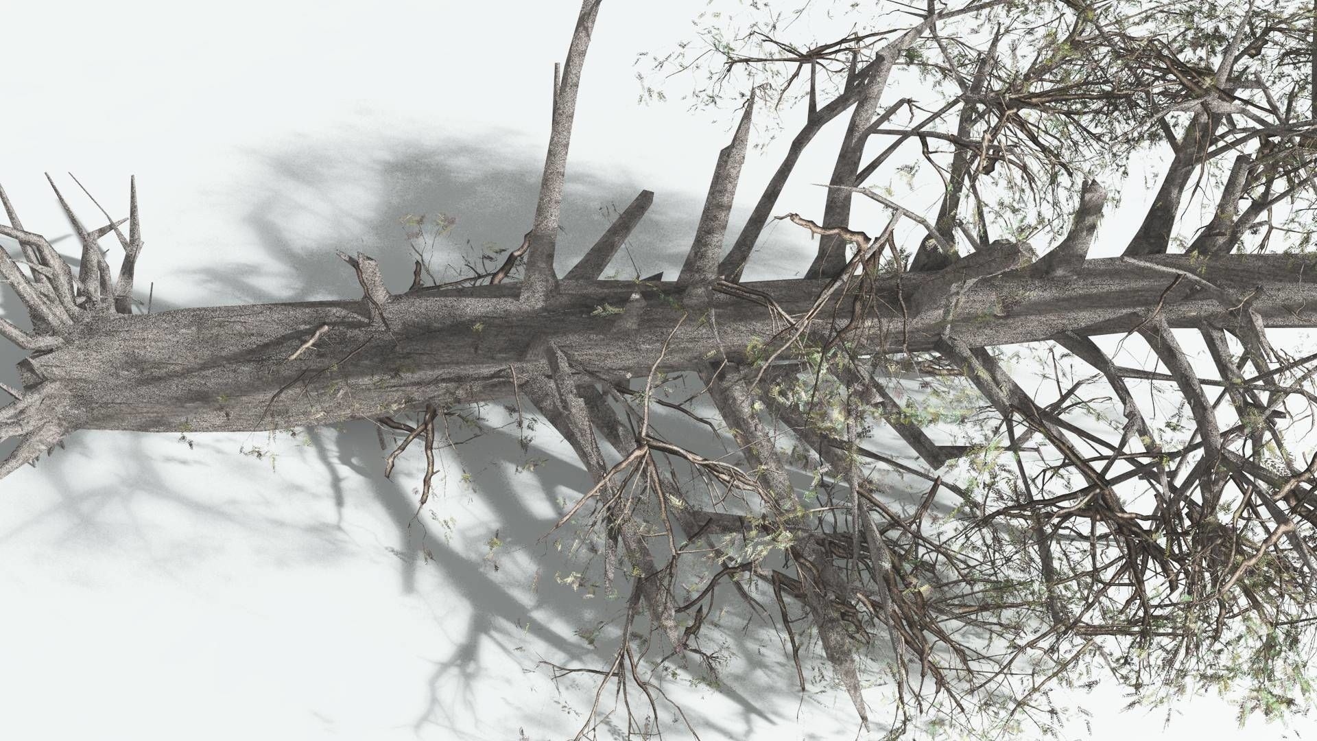 EVERYPlant Kauri LowPoly 3 --12 Models-- Low-poly 3D model_13