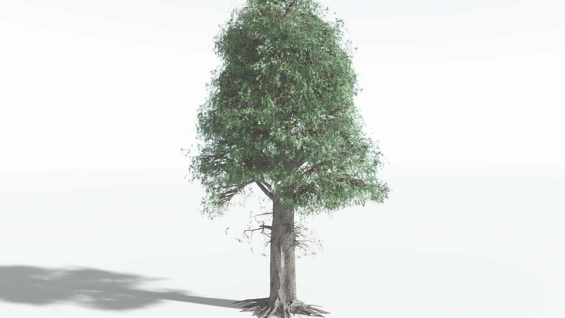 EVERYPlant Kauri LowPoly 3 --12 Models-- Low-poly 3D model_14