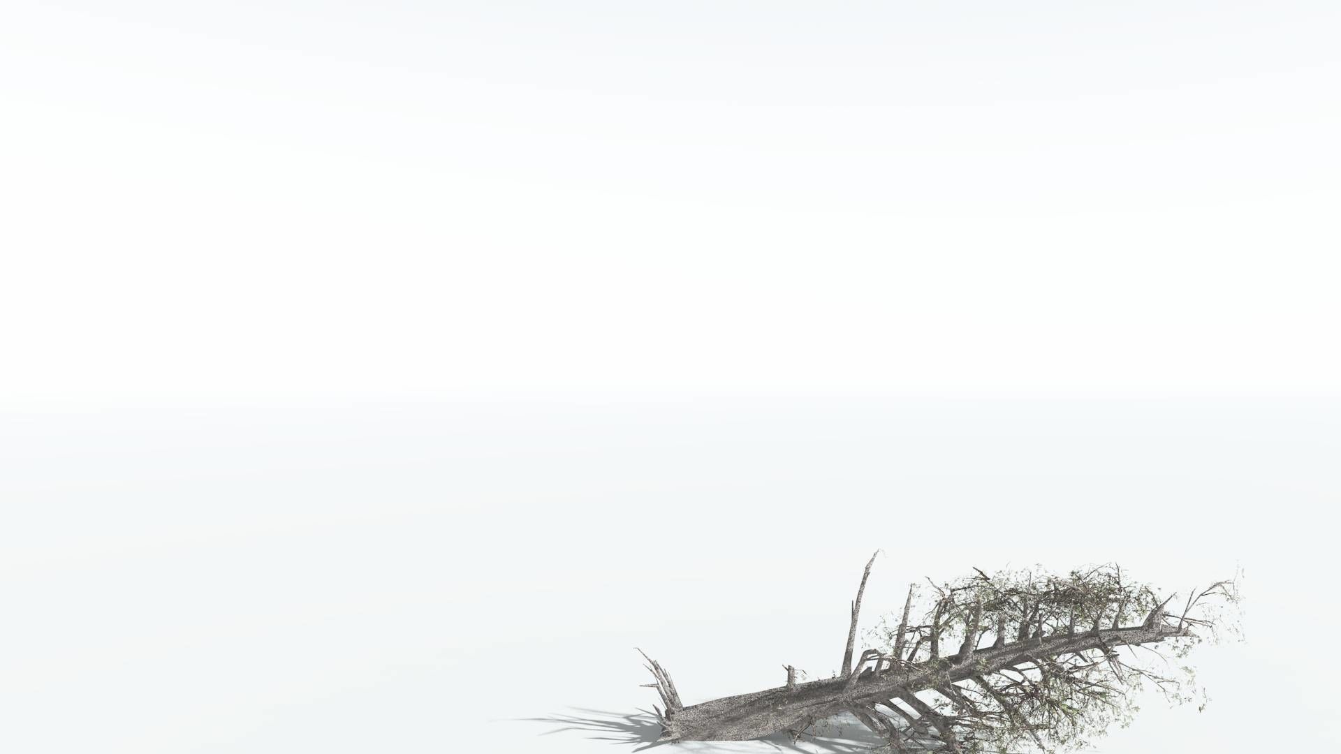 EVERYPlant Kauri LowPoly 3 --12 Models-- Low-poly 3D model_12