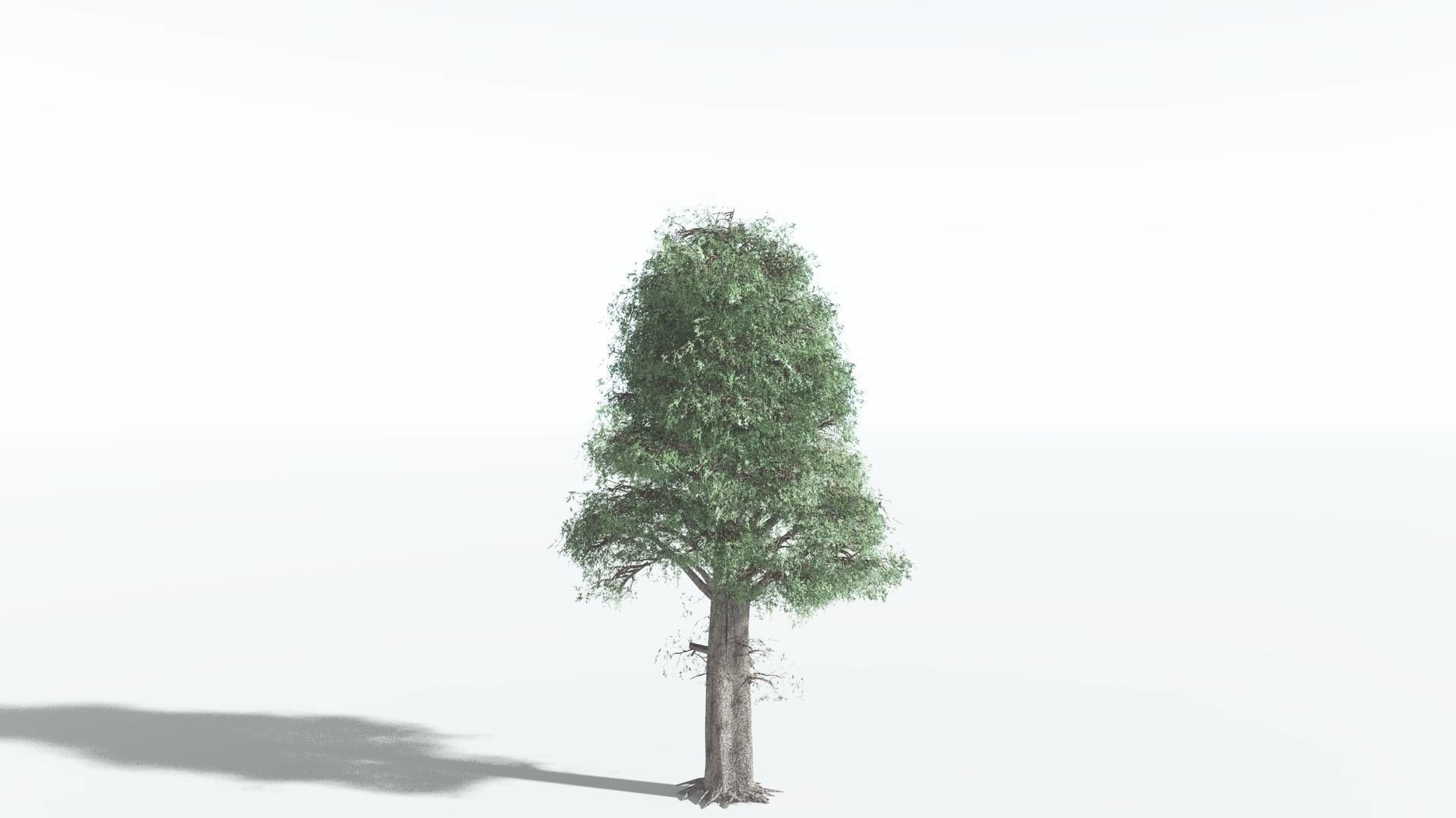 EVERYPlant Kauri LowPoly 3 --12 Models-- Low-poly 3D model_4
