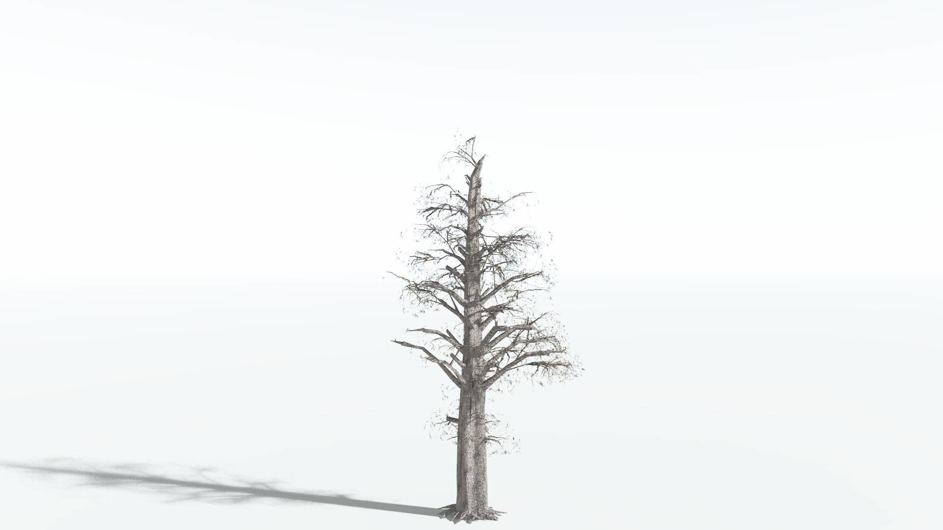 EVERYPlant Kauri LowPoly 3 --12 Models-- Low-poly 3D model_10