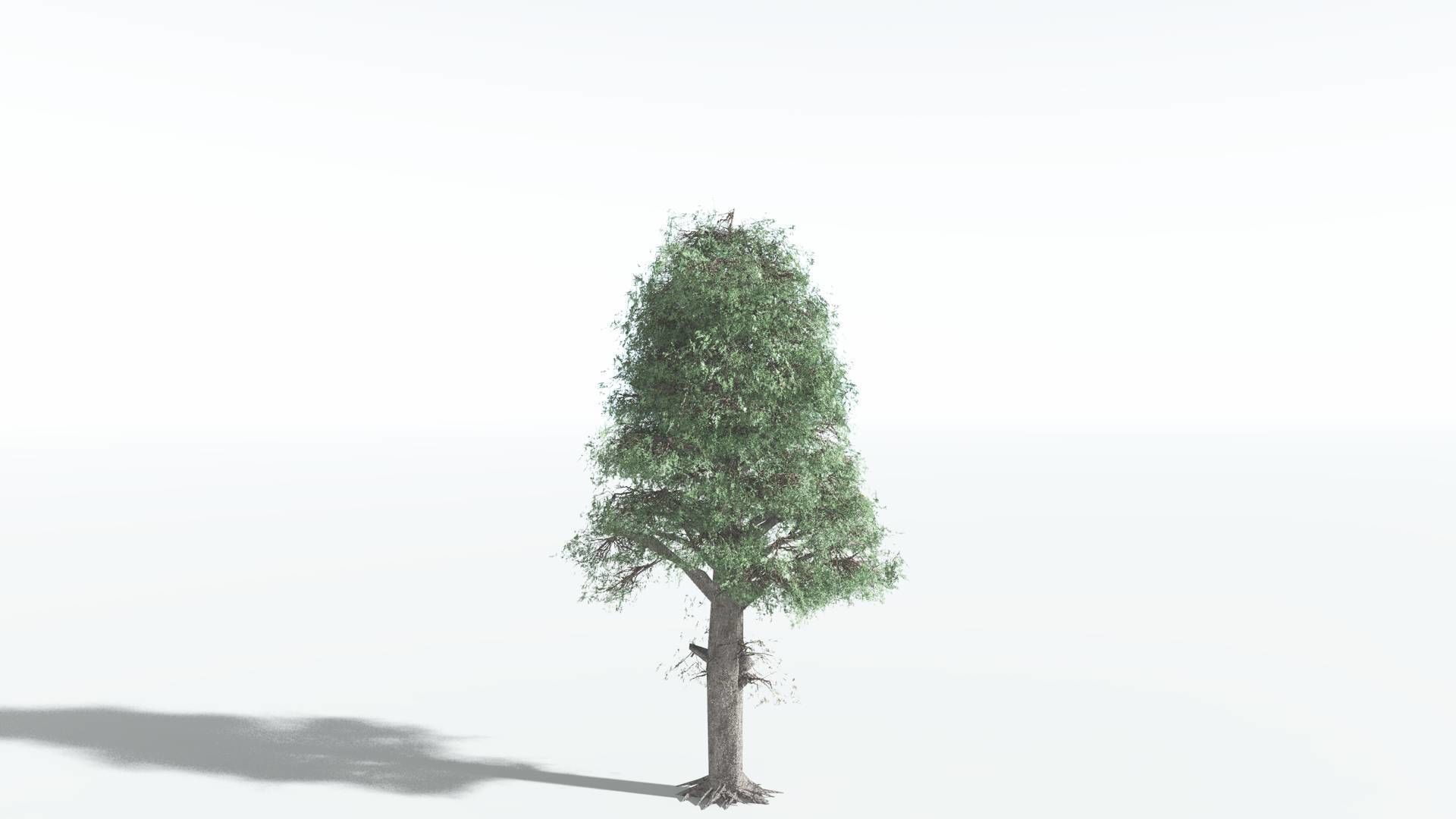 EVERYPlant Kauri LowPoly 3 --12 Models-- Low-poly 3D model_22