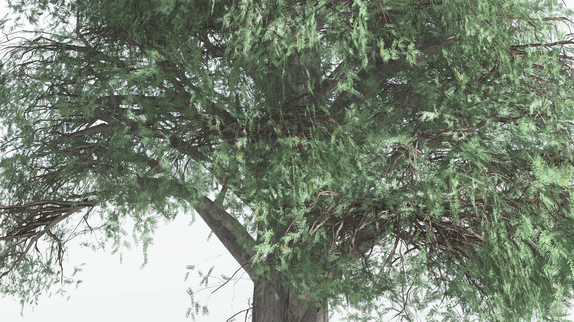 EVERYPlant Kauri LowPoly 3 --12 Models-- Low-poly 3D model_25