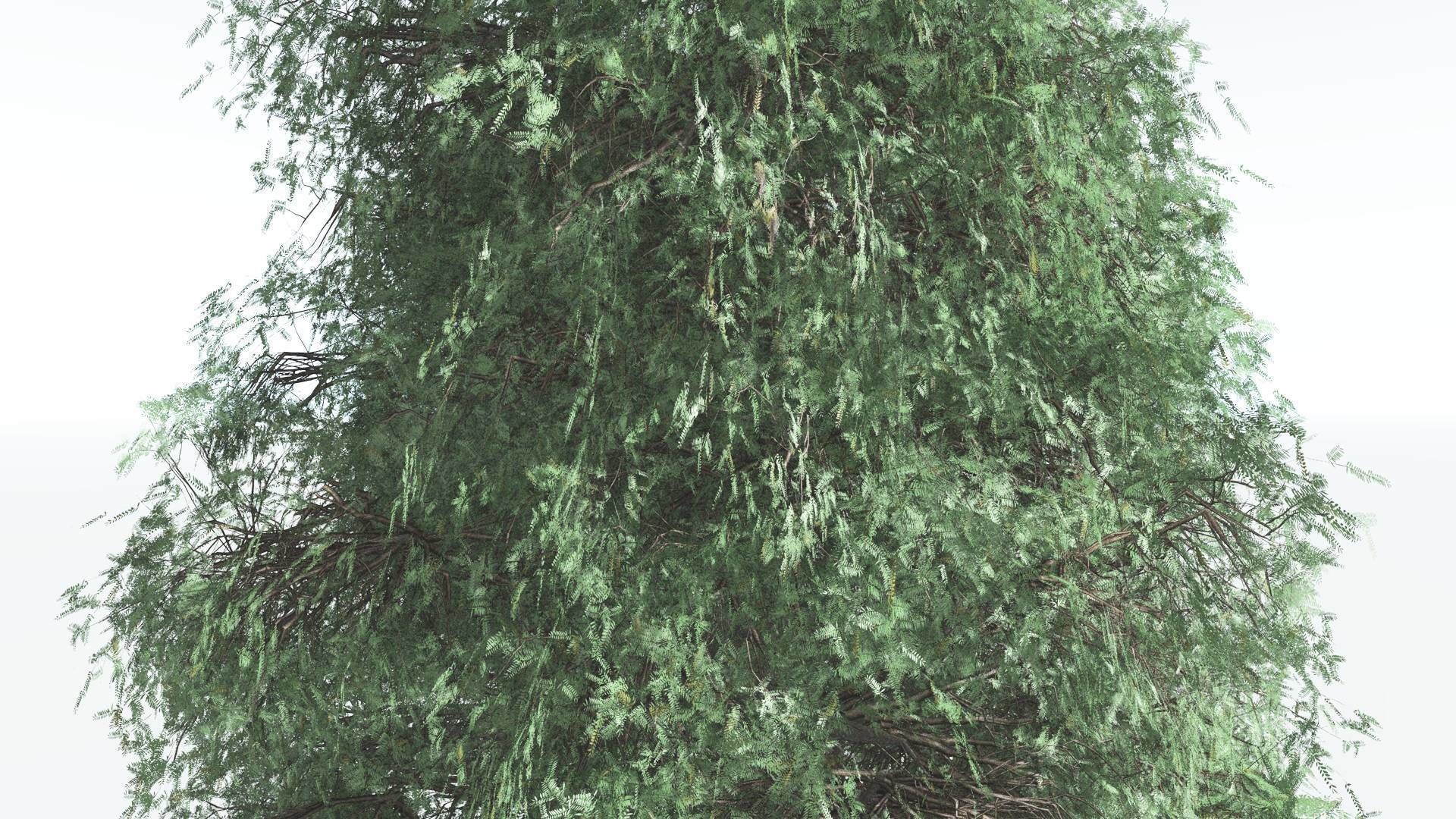 EVERYPlant Kauri LowPoly 3 --12 Models-- Low-poly 3D model_17