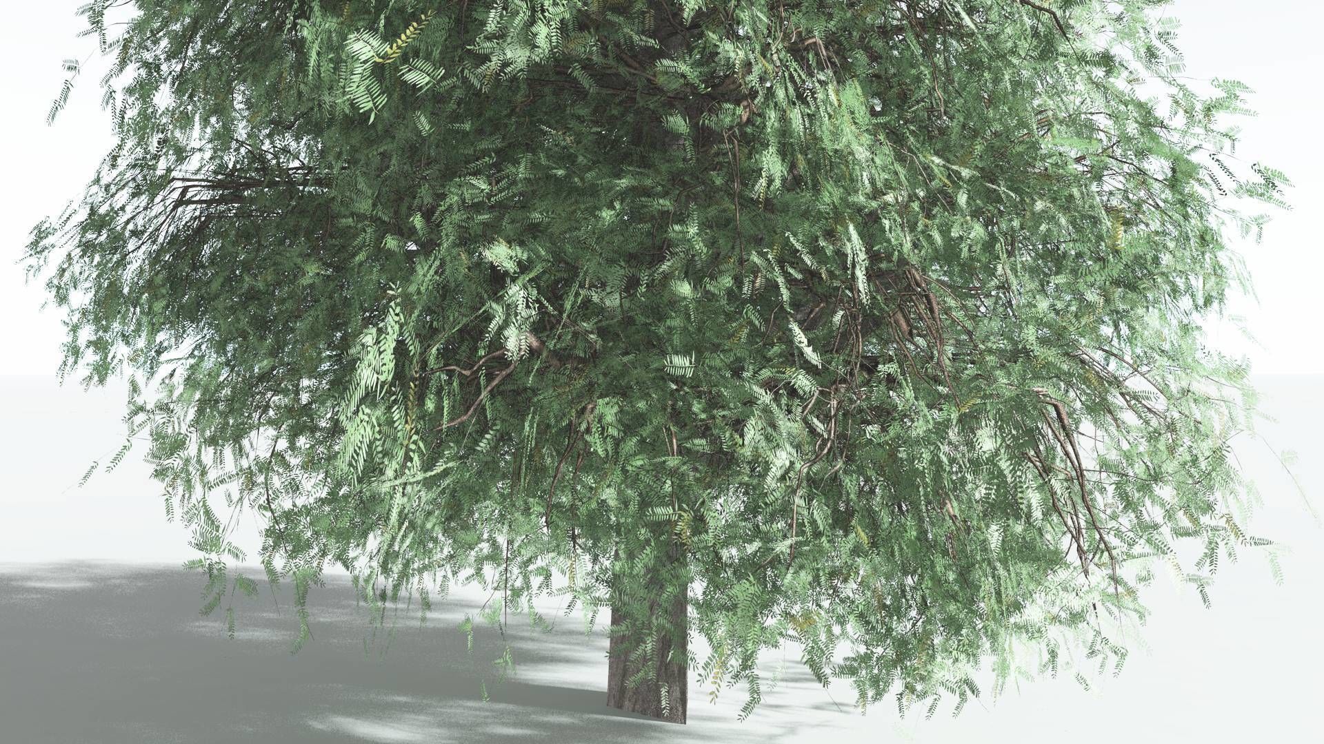 EVERYPlant Kauri LowPoly 3 --12 Models-- Low-poly 3D model_19