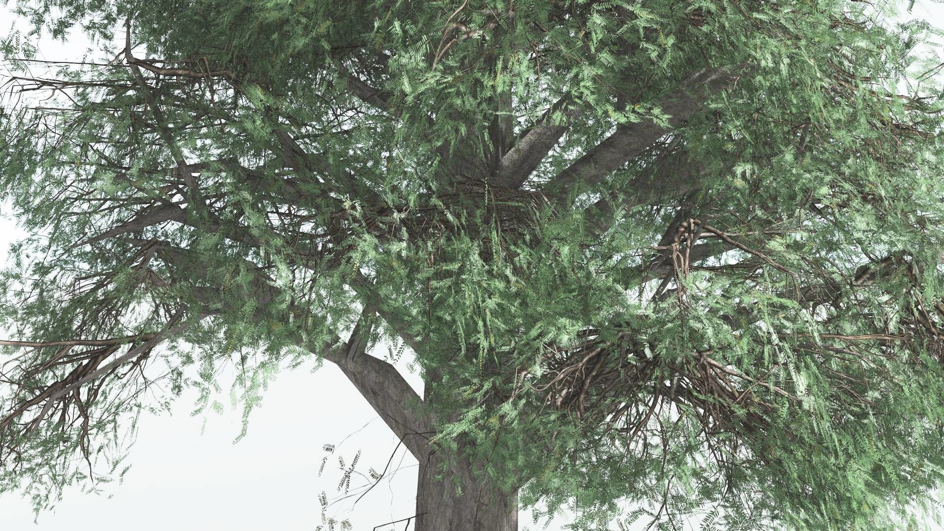 EVERYPlant Kauri LowPoly 3 --12 Models-- Low-poly 3D model_23