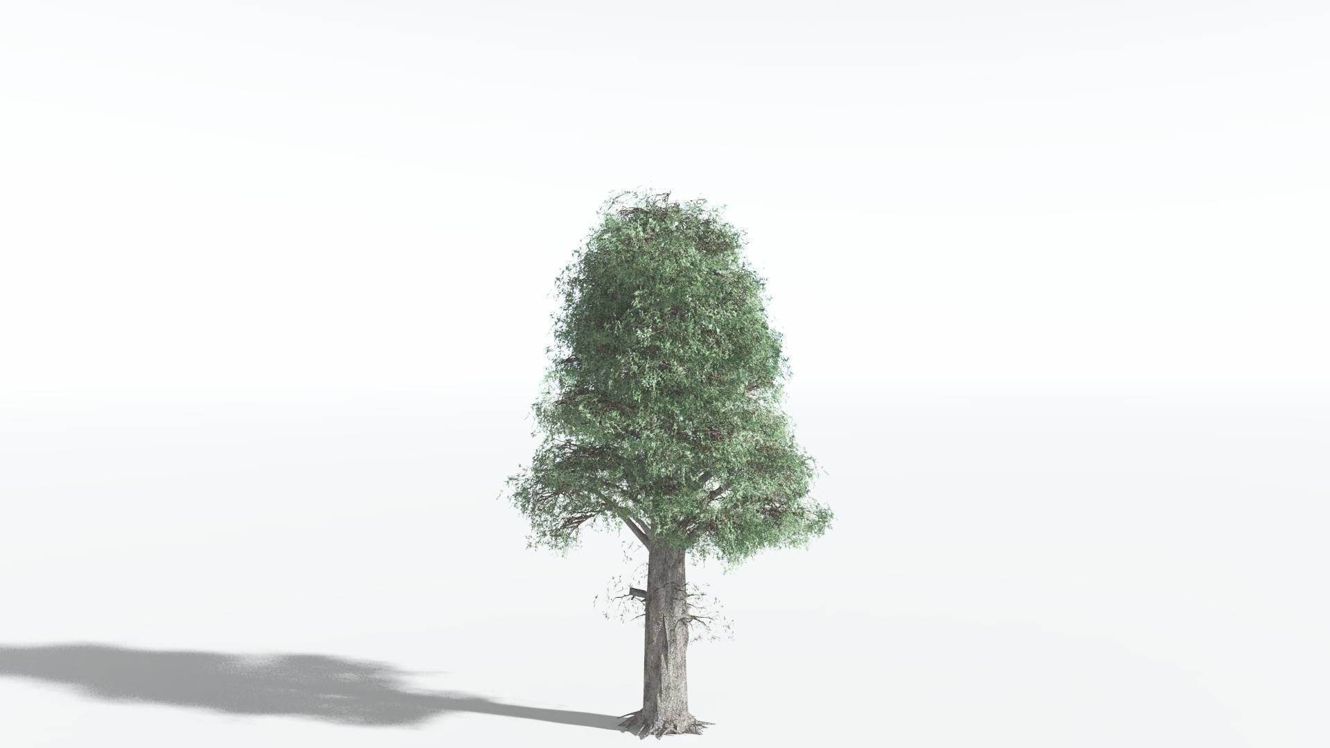 EVERYPlant Kauri LowPoly 3 --12 Models-- Low-poly 3D model_24