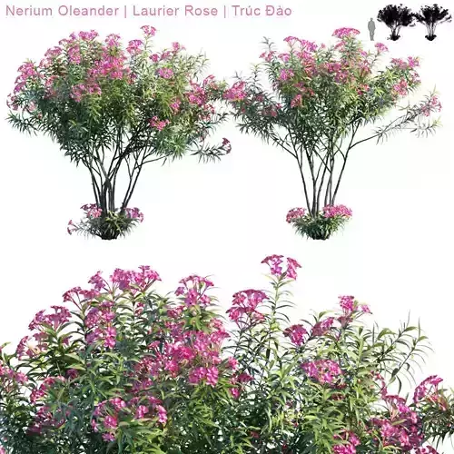 Nerium Oleander