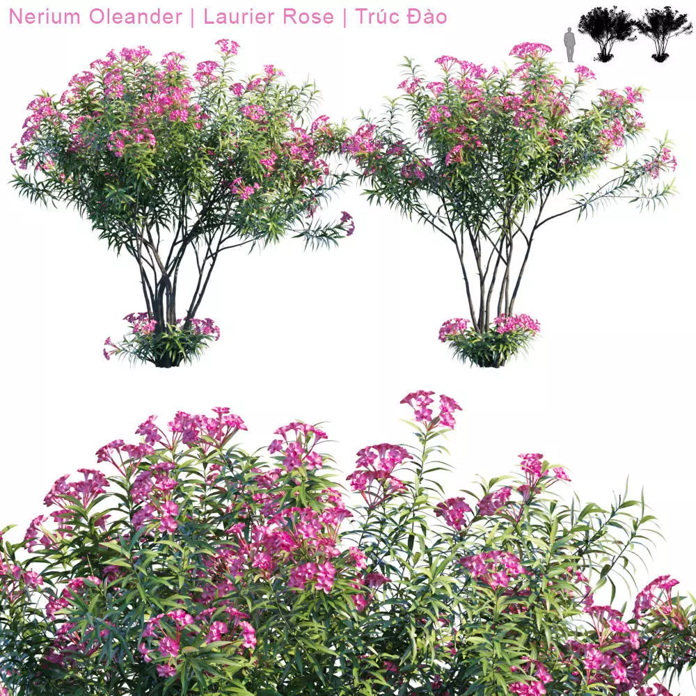 Nerium Oleander 3D model