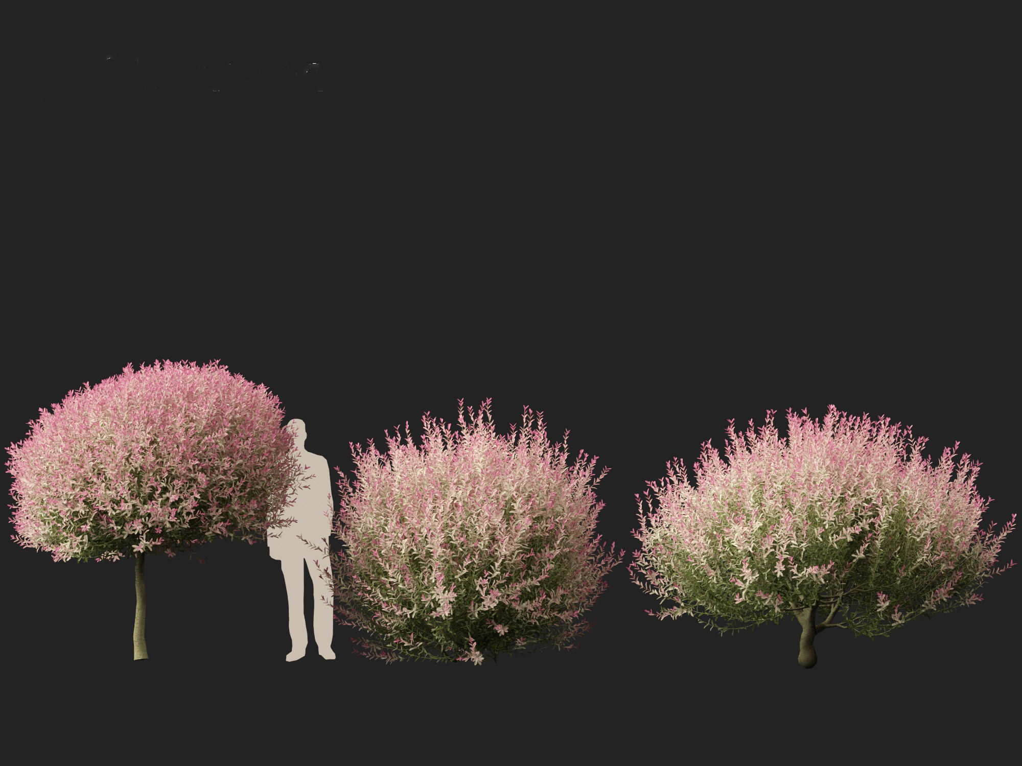 Salix integra Hakuro-nishiki - Dappled Japanese willow 3D model_7