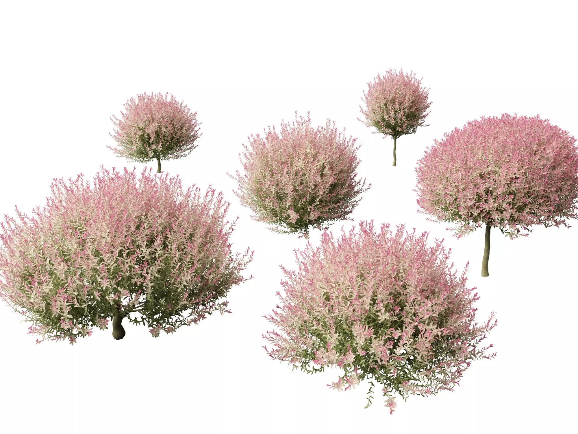 Salix integra Hakuro-nishiki - Dappled Japanese willow 3D model_0