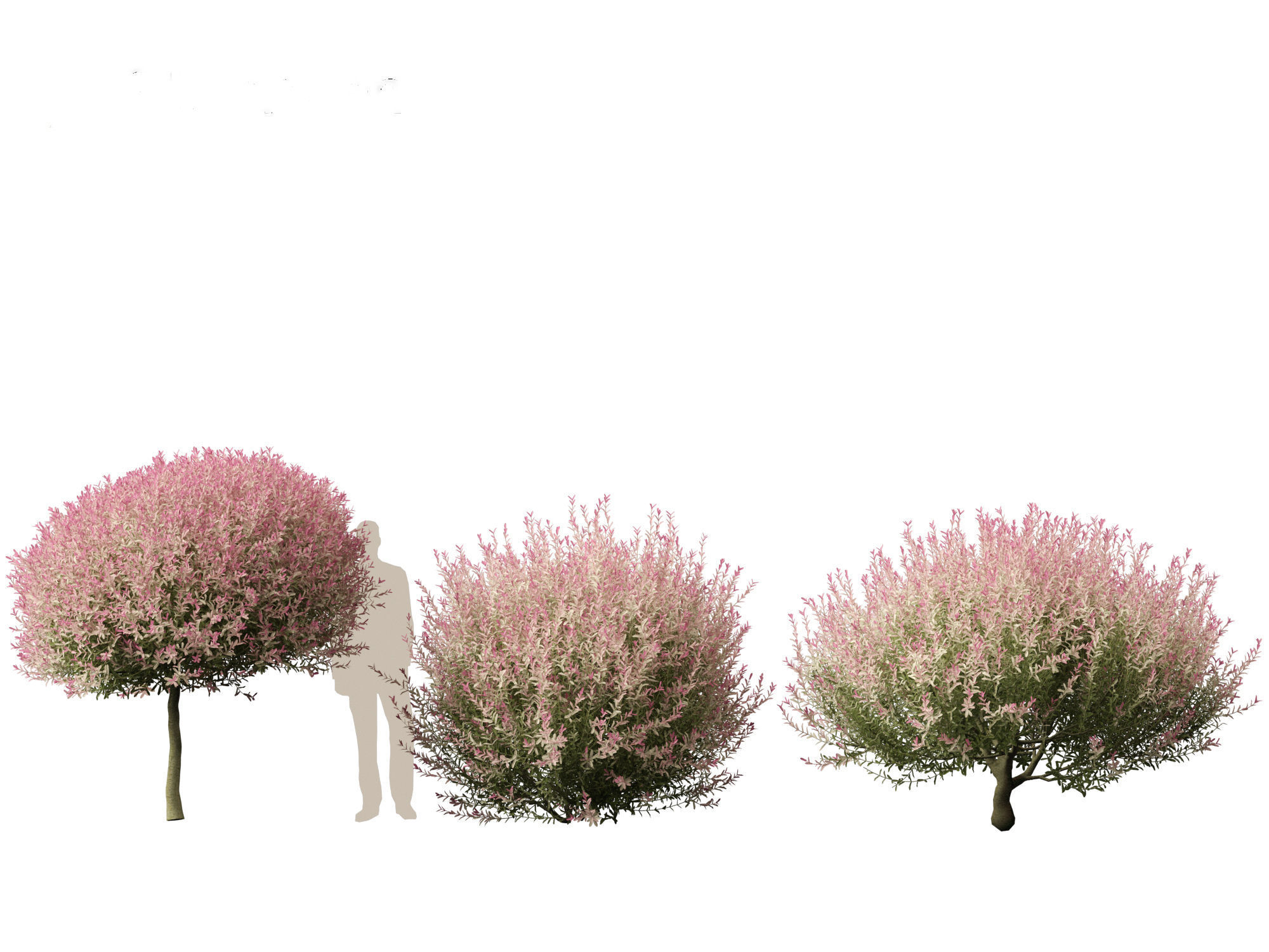 Salix integra Hakuro-nishiki - Dappled Japanese willow 3D model_6