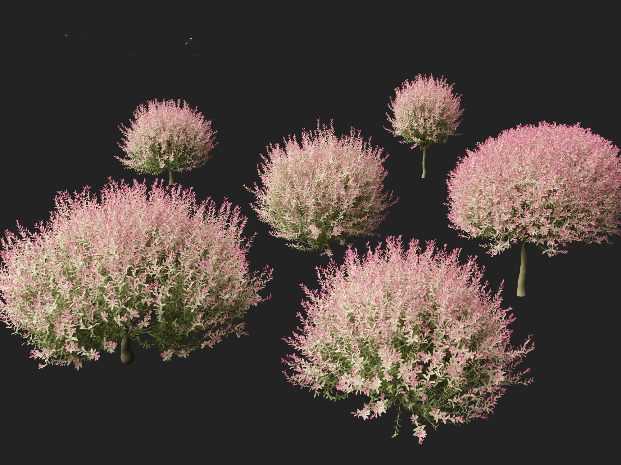 Salix integra Hakuro-nishiki - Dappled Japanese willow 3D model_8