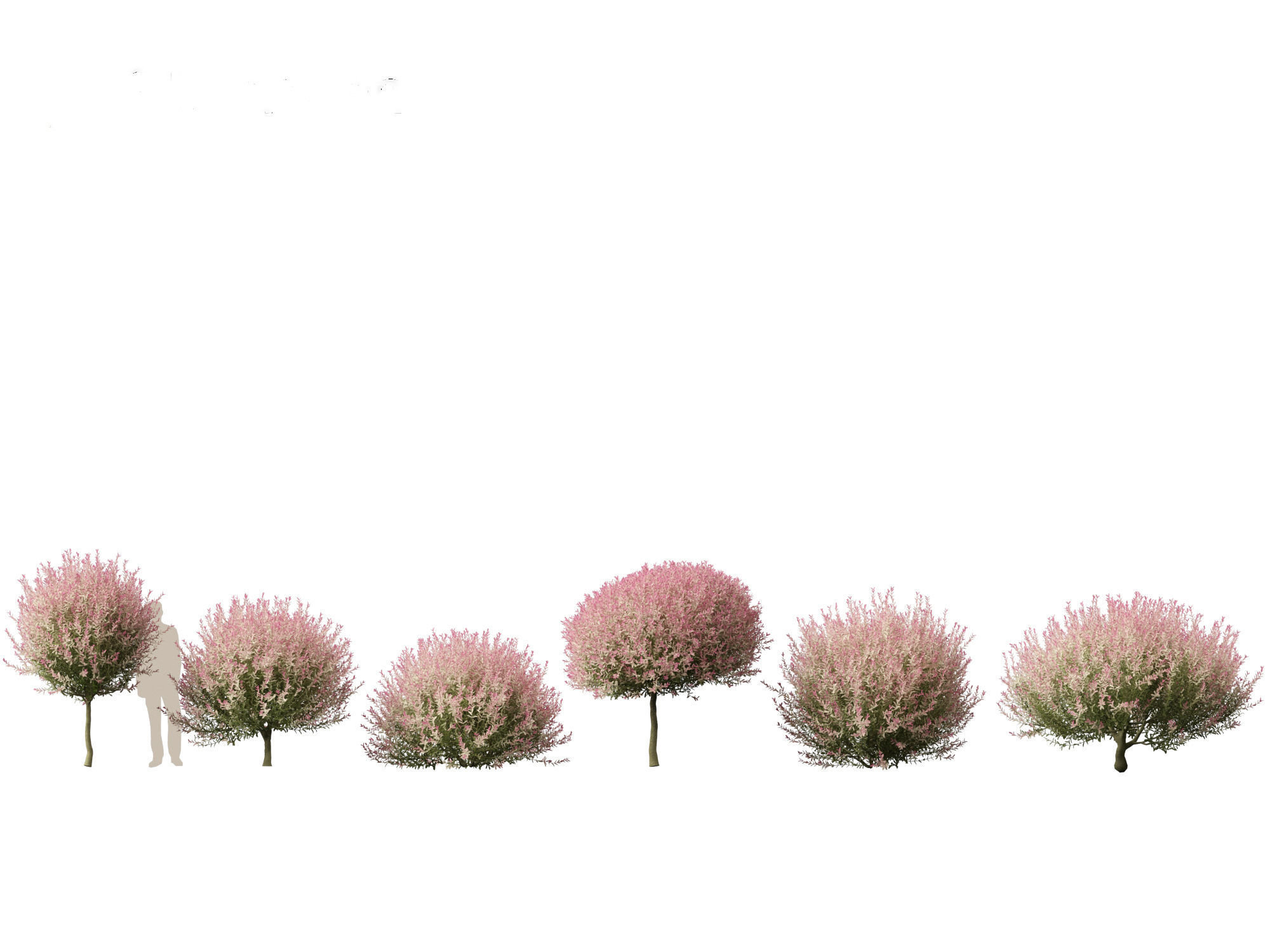Salix integra Hakuro-nishiki - Dappled Japanese willow 3D model_1