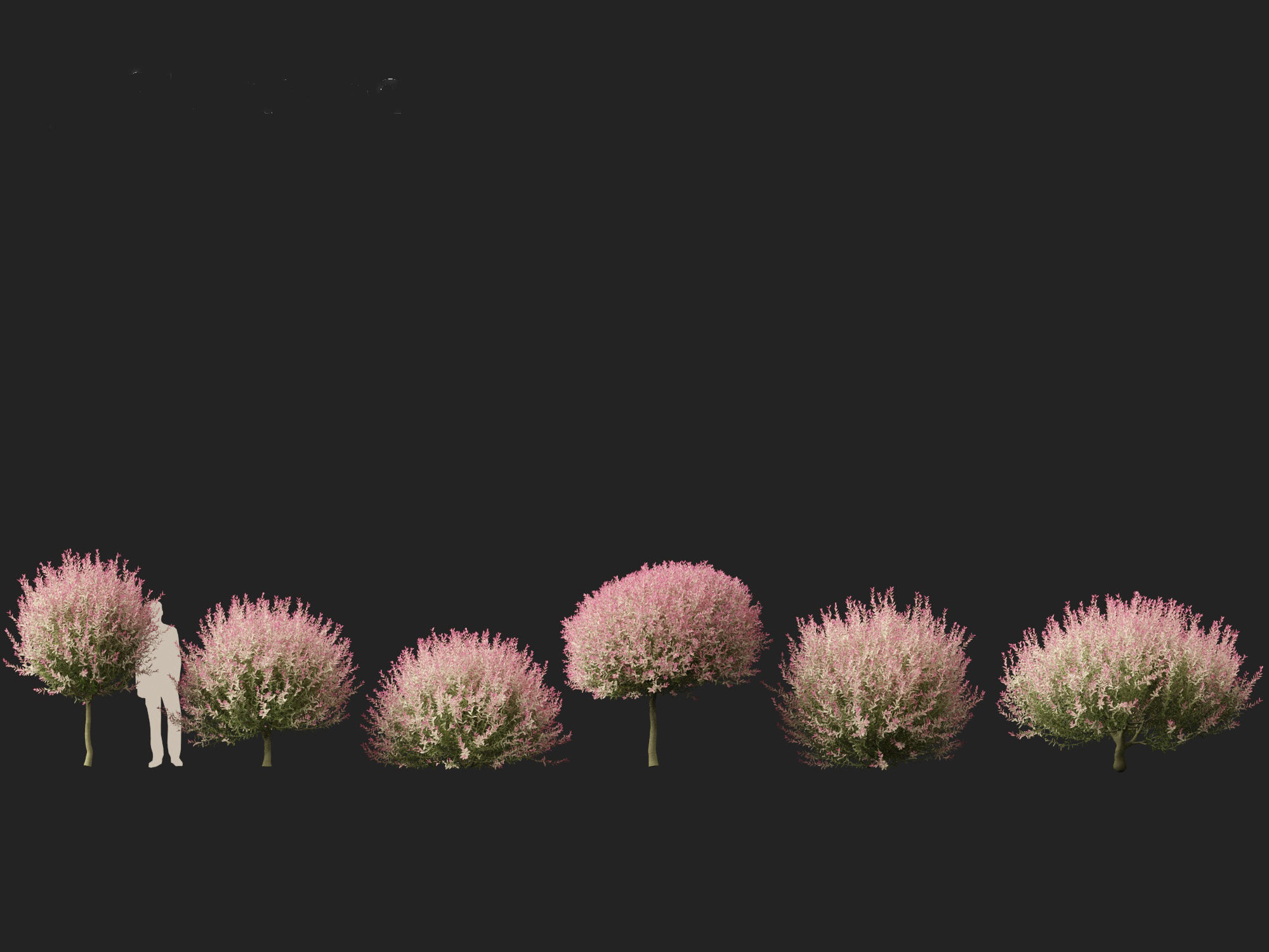 Salix integra Hakuro-nishiki - Dappled Japanese willow 3D model_3