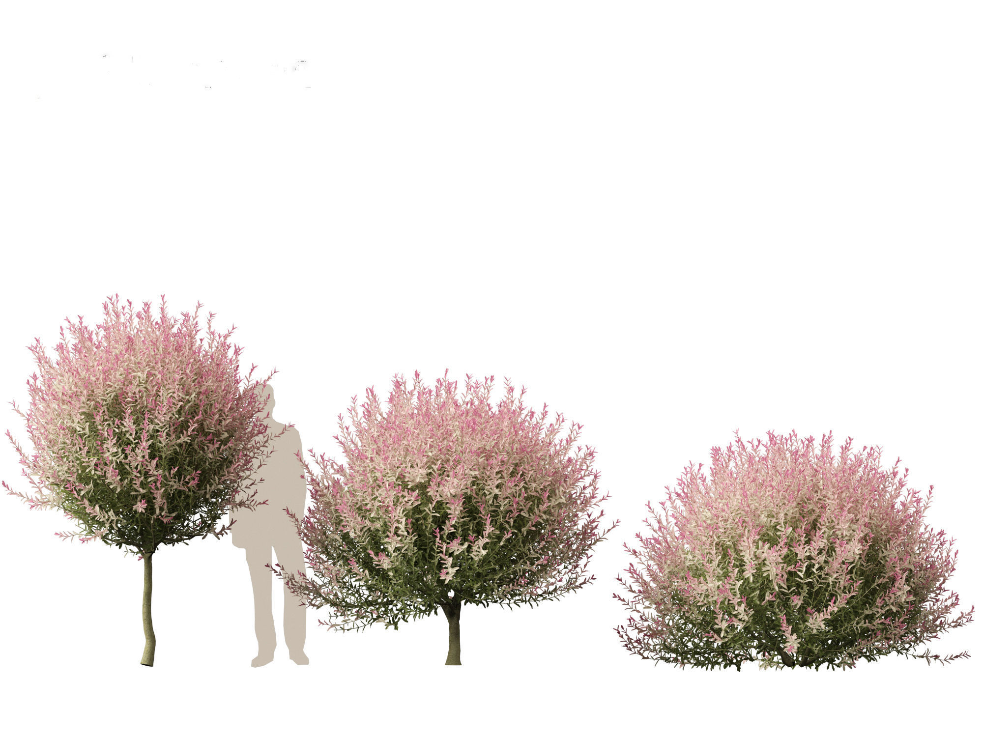 Salix integra Hakuro-nishiki - Dappled Japanese willow 3D model_4