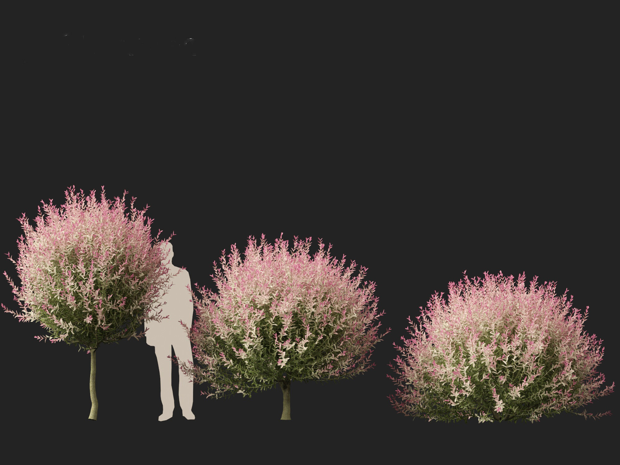 Salix integra Hakuro-nishiki - Dappled Japanese willow 3D model_5