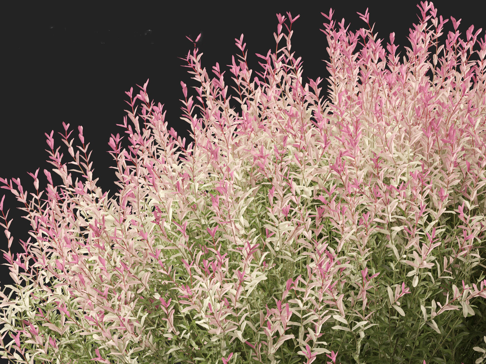 Salix integra Hakuro-nishiki - Dappled Japanese willow 3D model_2