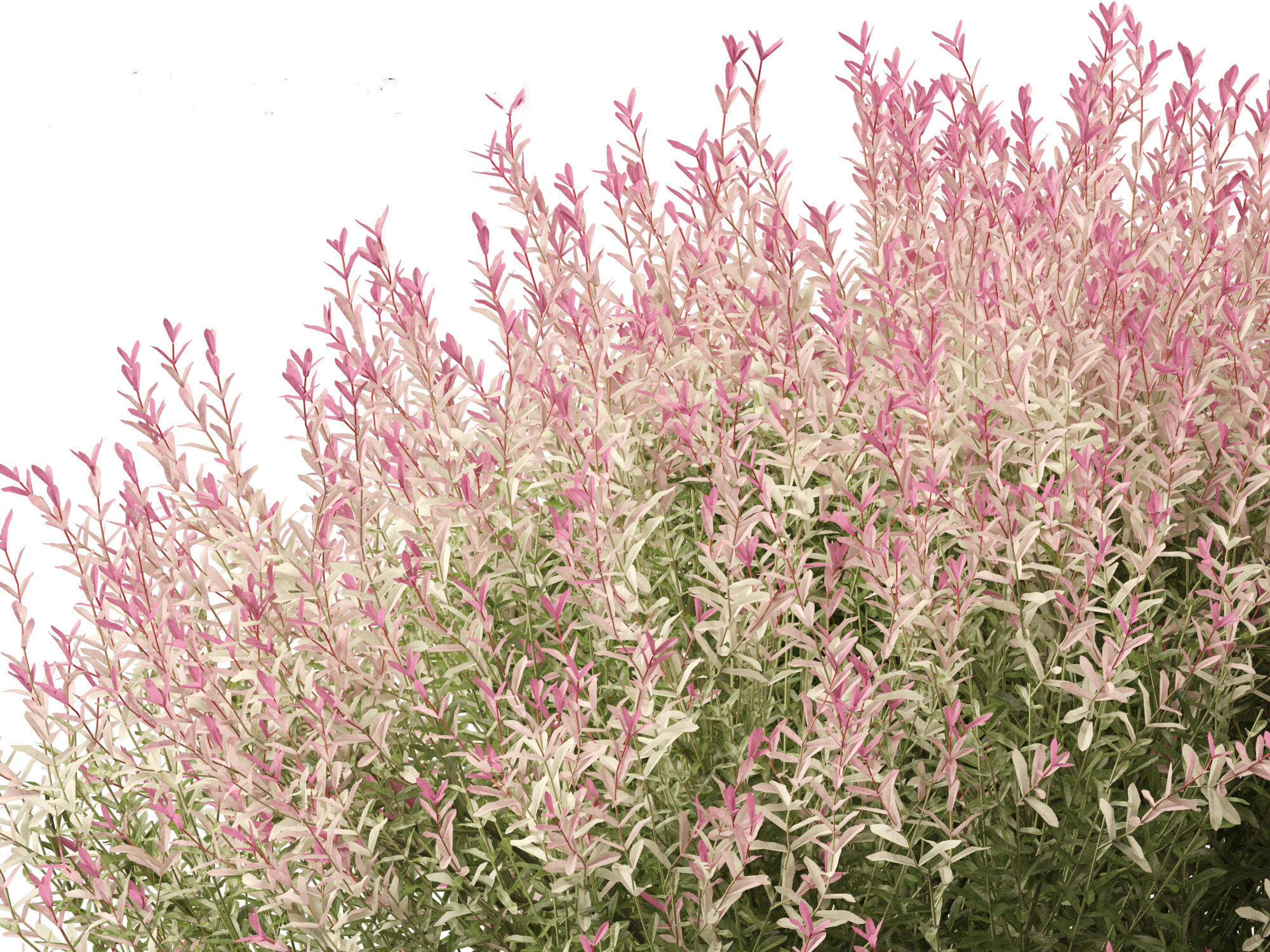 Salix integra Hakuro-nishiki - Dappled Japanese willow 3D model_9