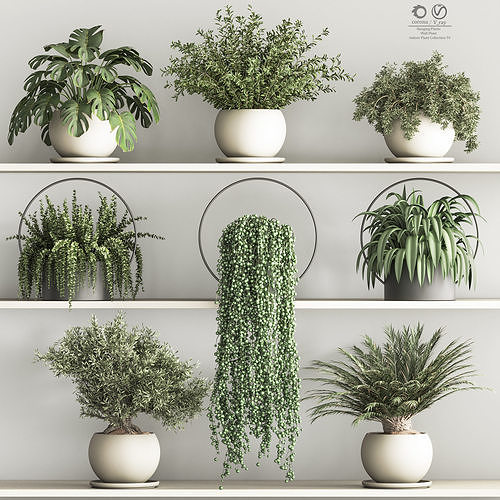 plants in shelfs 3D model