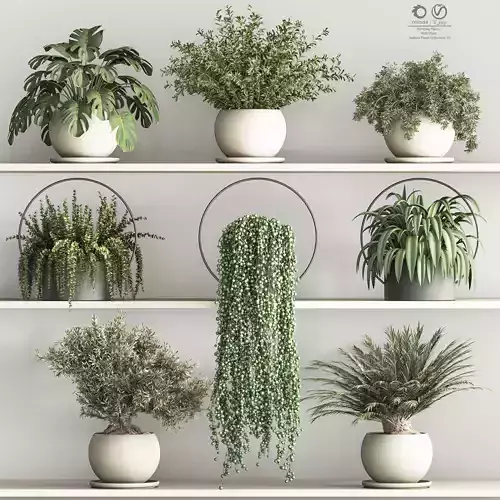 plants in shelfs