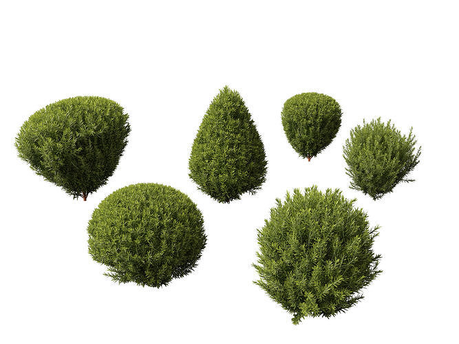 Thuja occidentalis Teddy - Northern white-cedar 3D model