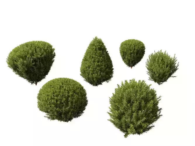 Thuja occidentalis Teddy - Northern white-cedar