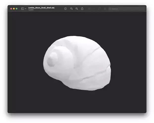 Shell of Lewis Moon Snail 3D print model