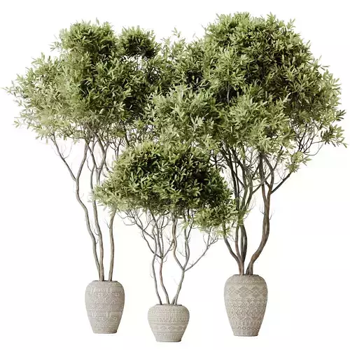 Mission Kalamata Leccino Arbequina Wilsonii Chemlali Olive Set17 3D model