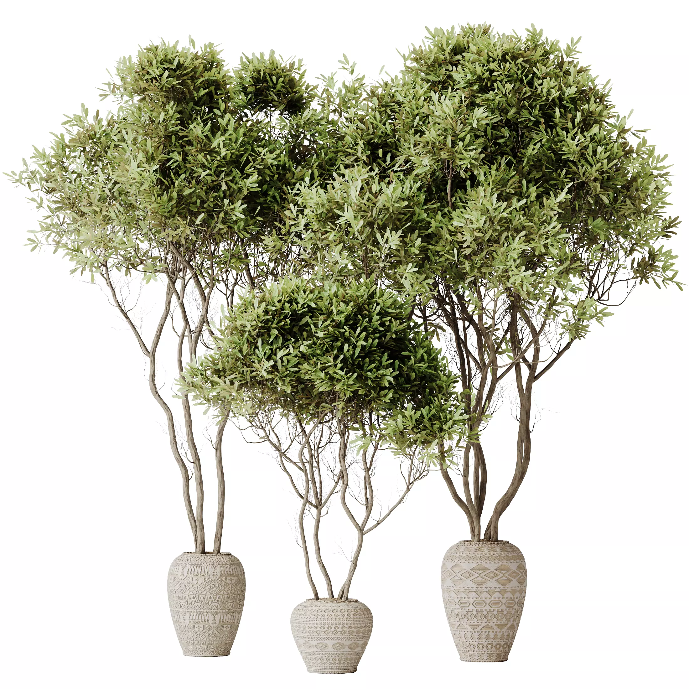 Mission Kalamata Leccino Arbequina Wilsonii Chemlali Olive Set17 3D model