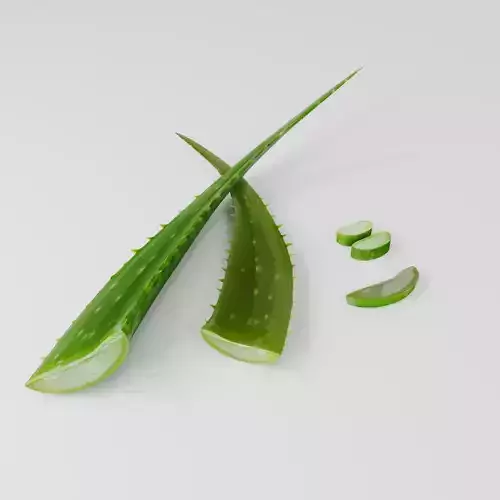 Aloe Vera 3D Model