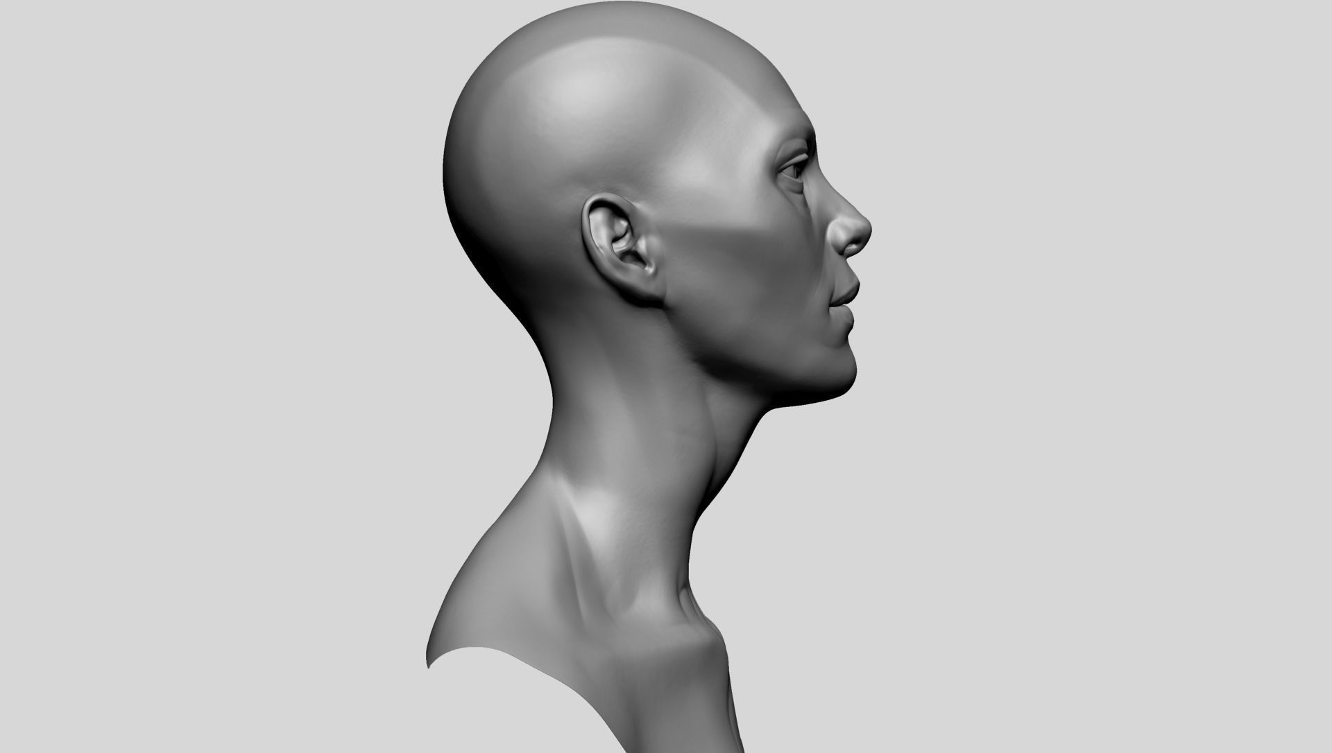 Female Head Anatomy 3D model_4