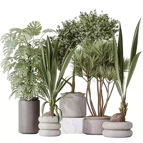 Indoor plant set 50 3D model