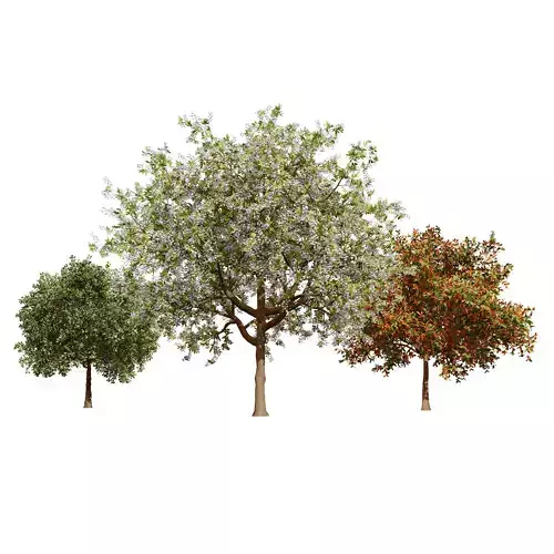 Tree Season Prunus Black Cherry trees 3D model