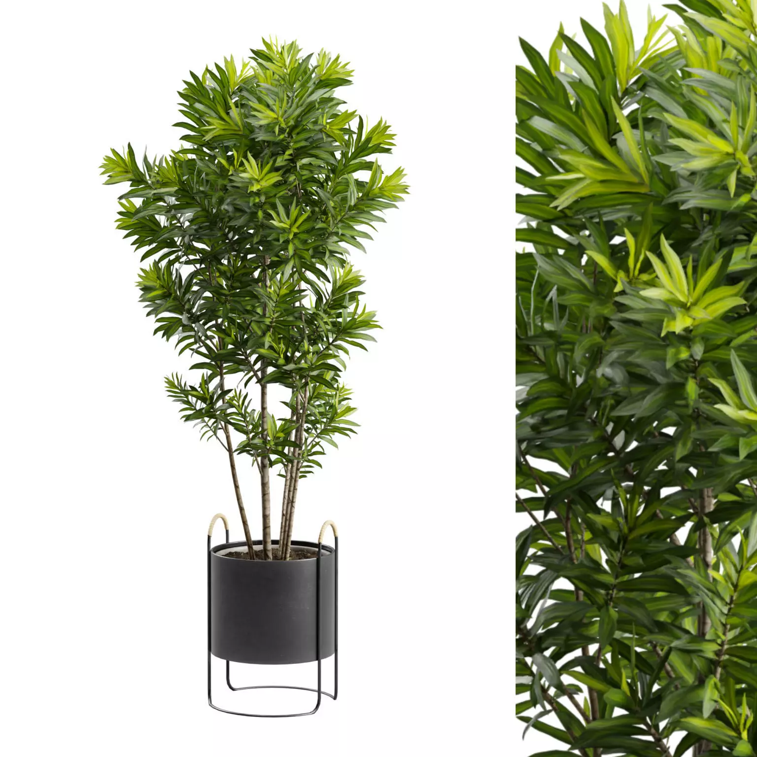 ficus geigenfeige Geigenbaum main image 0