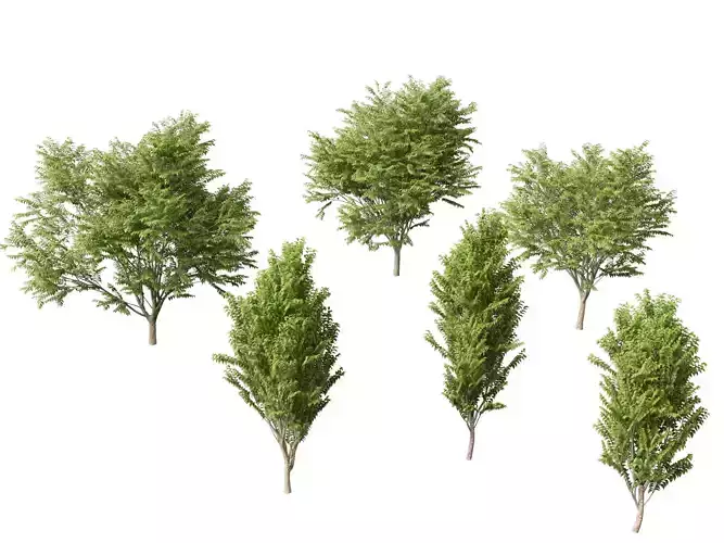 Zelkova serrata Green Vase - Japanese Elm 3D model