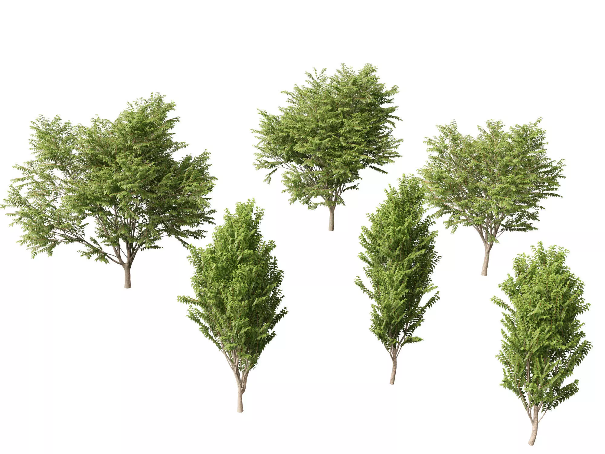 Zelkova serrata Green Vase - Japanese Elm 3D model