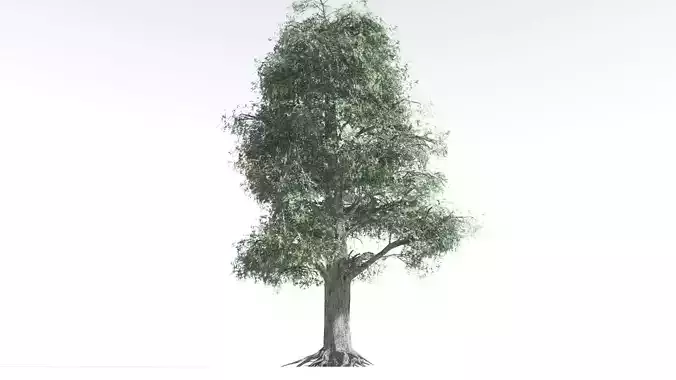 EVERYPlant Kauri LowPoly 4 --12 Models--