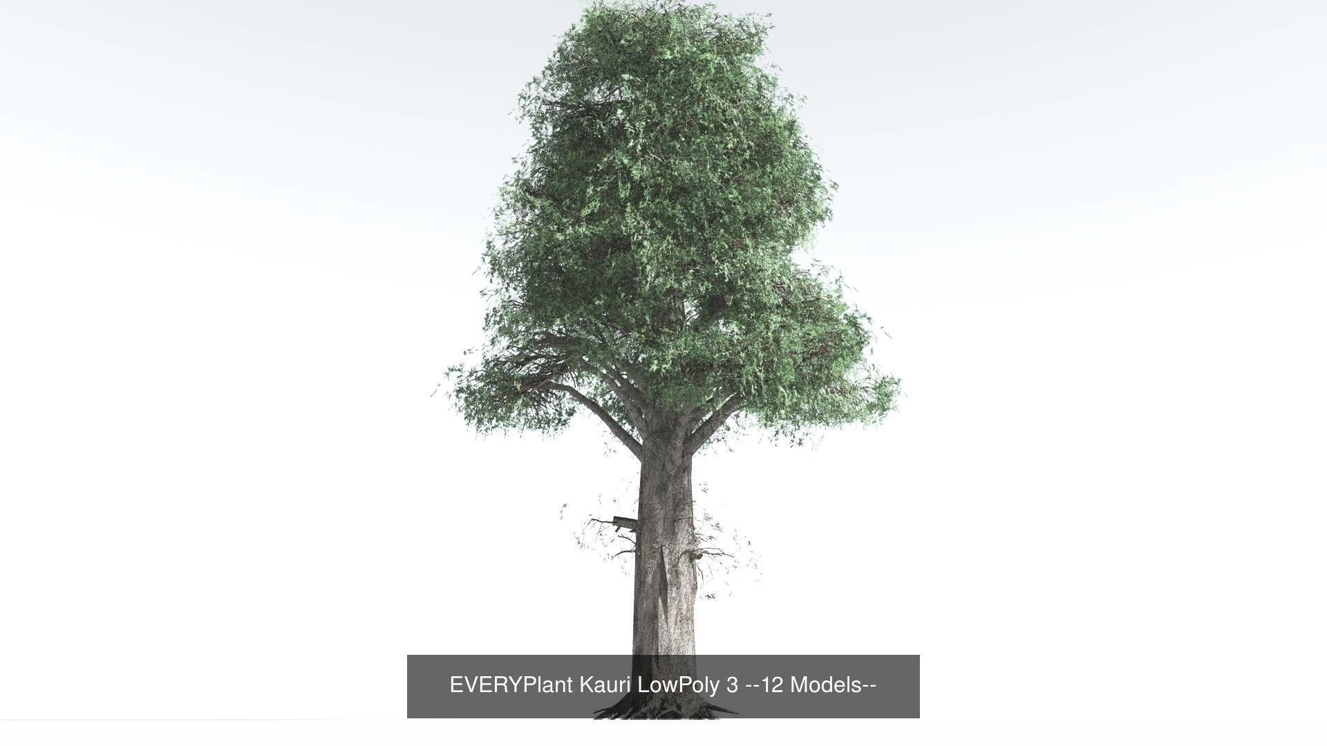EVERYPlant Kauri LowPoly Bundle --48 Models-- 3D Model Collection_3