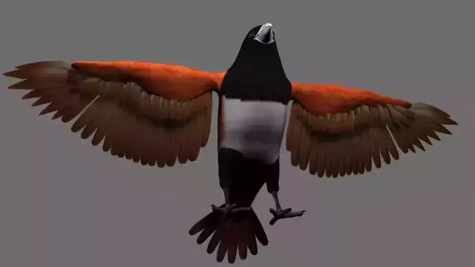 Munia 3D model