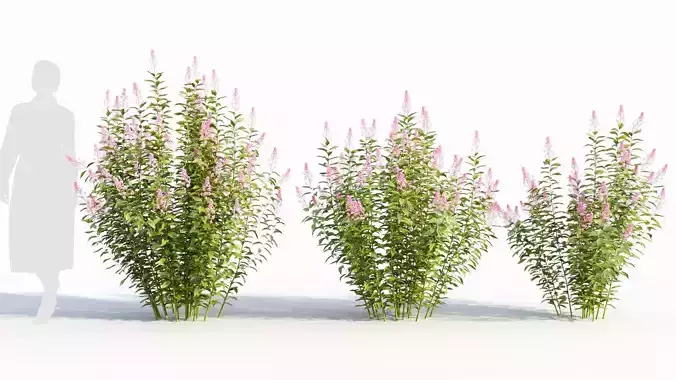 Spiraea alb a