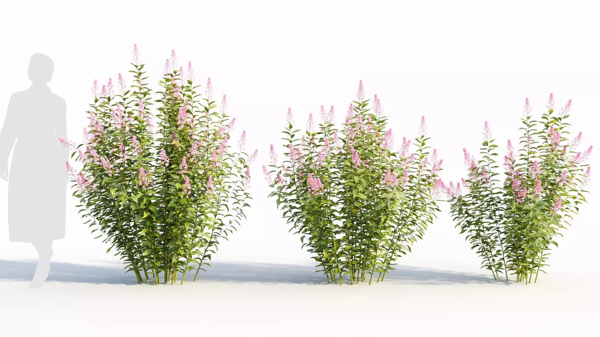 Spiraea alb a 3D model