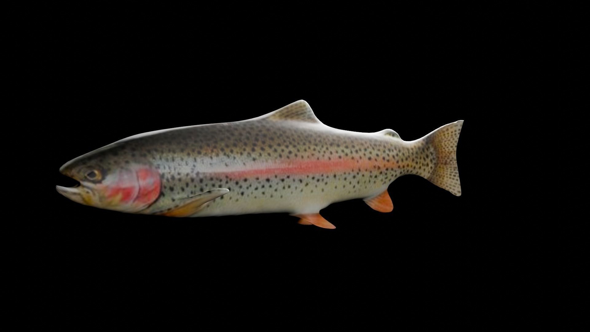 3d fish Low-poly 3D model_3