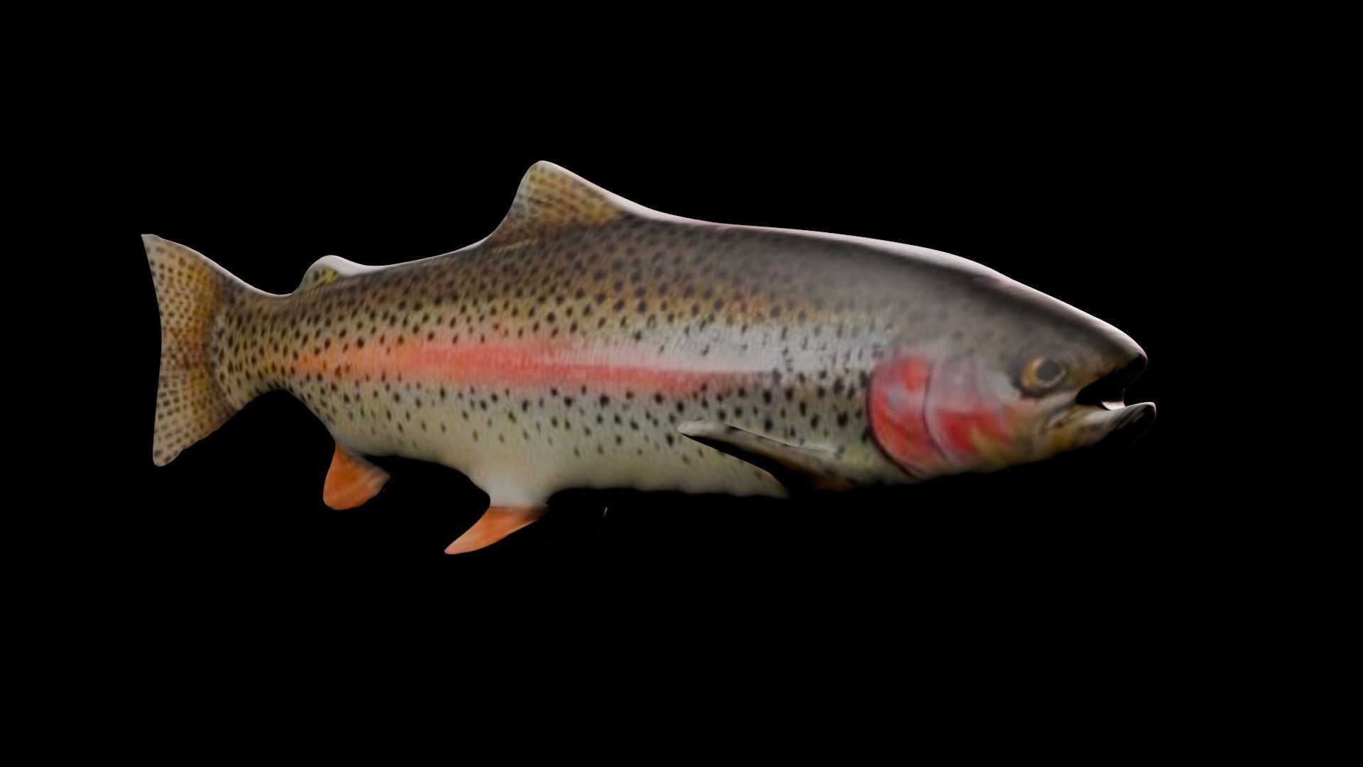 3d fish Low-poly 3D model_4