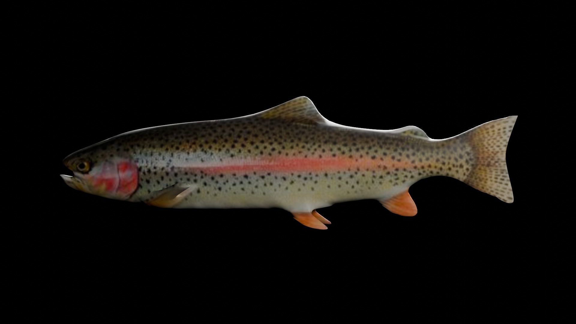 3d fish Low-poly 3D model_5