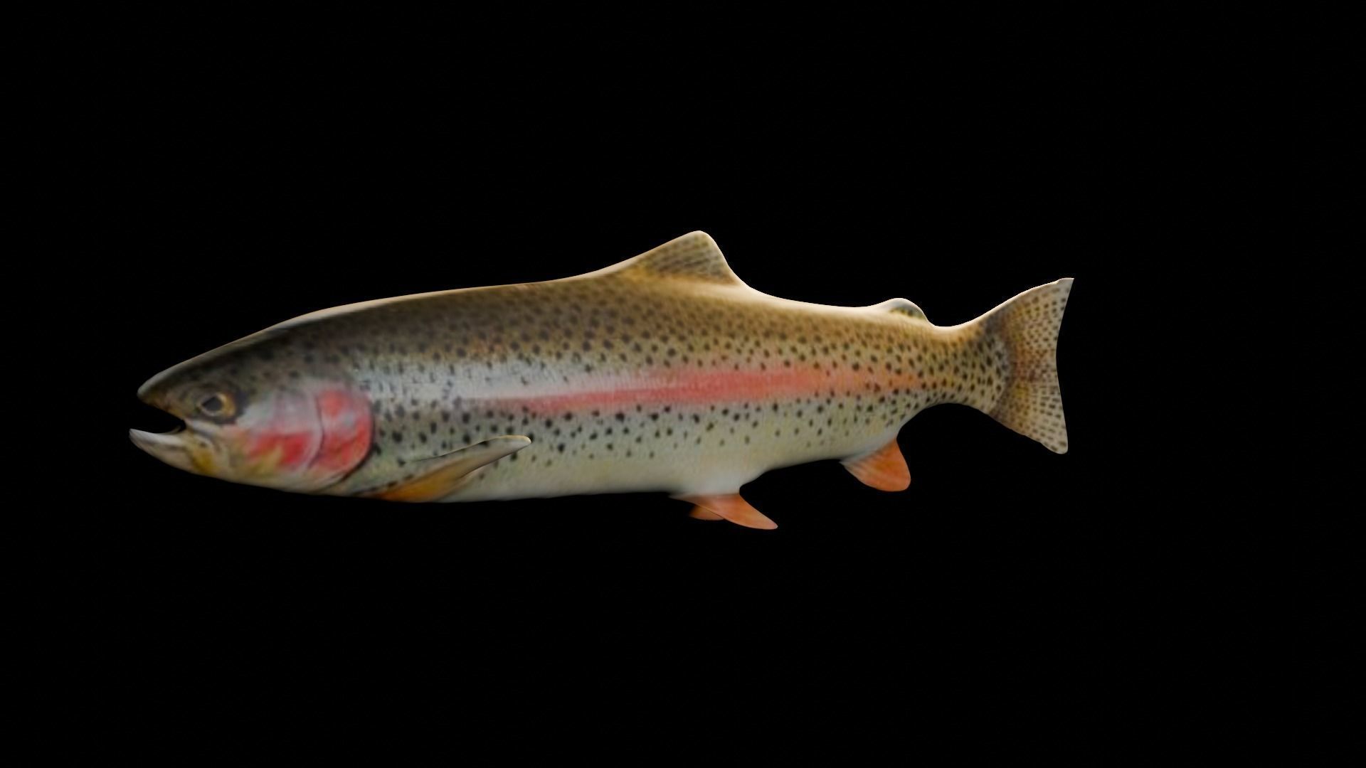 3d fish Low-poly 3D model_2