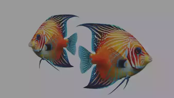 3d fish 