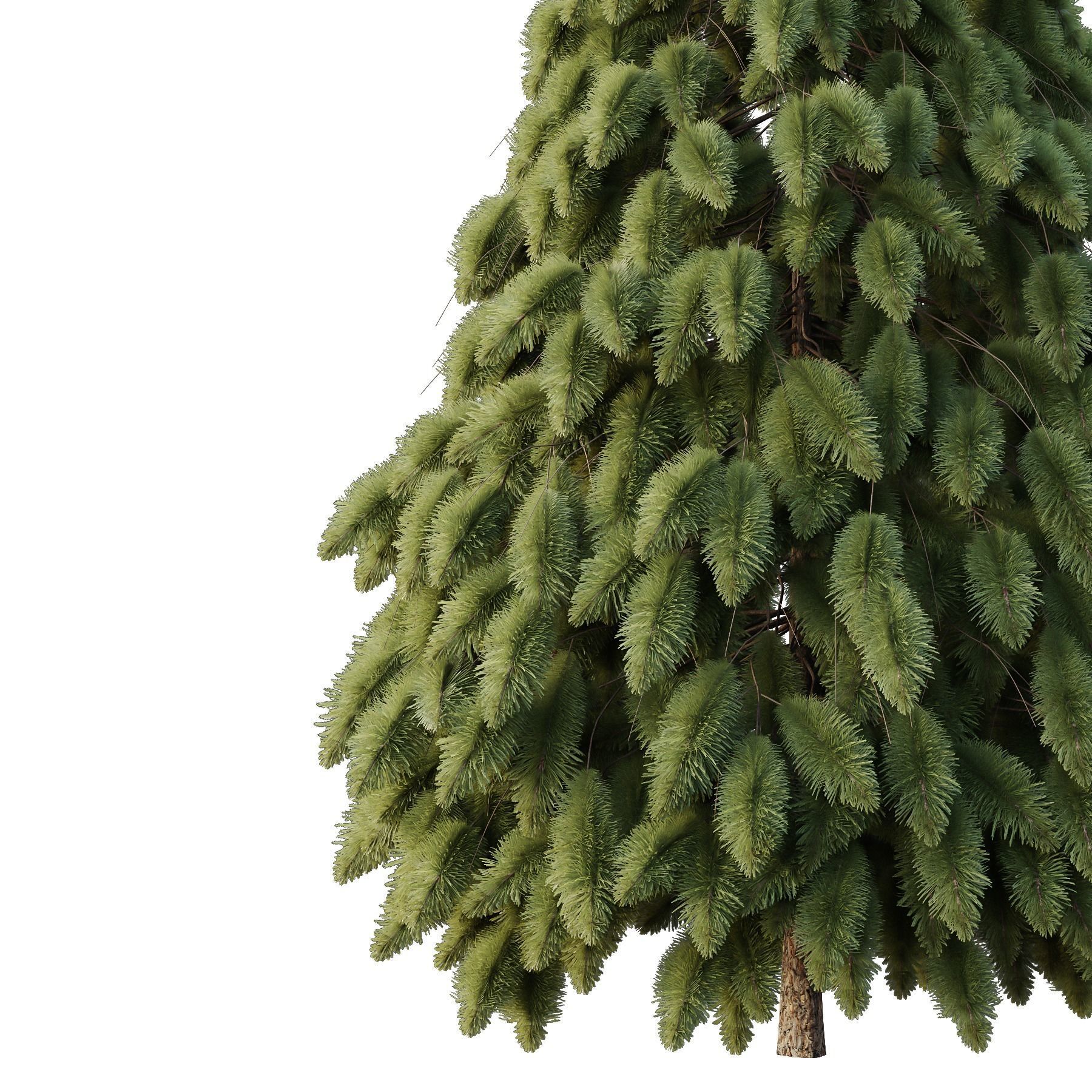 pin tree 01 3D model_1