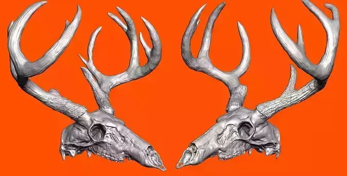White-Tailed Deer Skull With Antlers